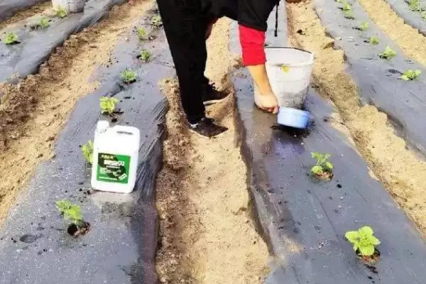 图片[6]-尿素使用误区揭秘，作种肥易毒害作物要点-会东网