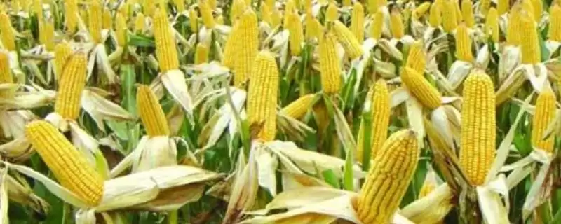 连禾399号玉米品种特性揭秘，中抗茎基腐病特性要点公布-会东网