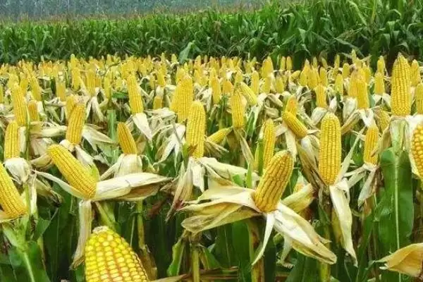图片[2]-潞玉36玉米品种登场，4月中下旬播种期受关注-会东网