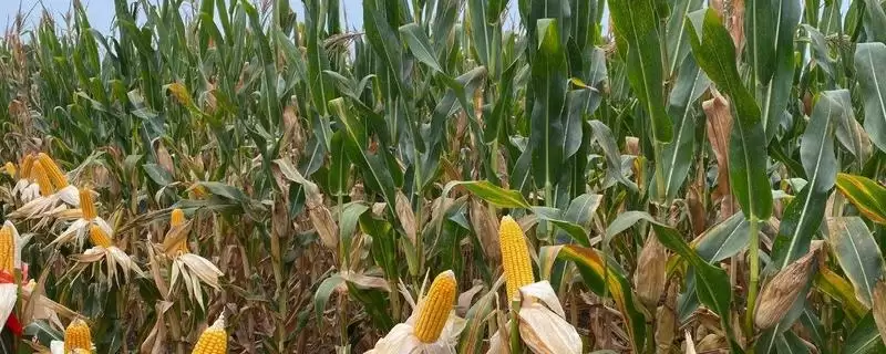 美佳禾517玉米种子特征曝光，中抗灰斑病优势受瞩目-会东网