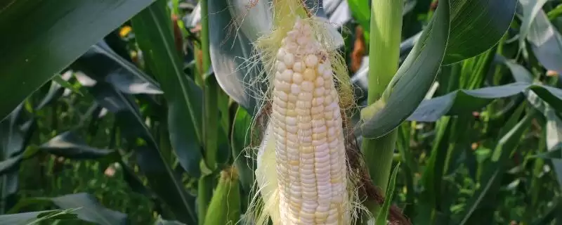 龙雨777玉米品种特性揭秘，放赤眼蜂防治玉米螟虫要点解读-会东网