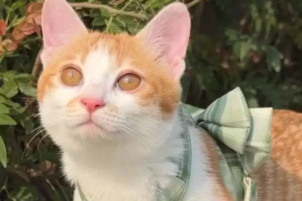 图片[4]-猫咪心肌肥大症危害揭秘，或致猫咪猝死风险解析-会东网