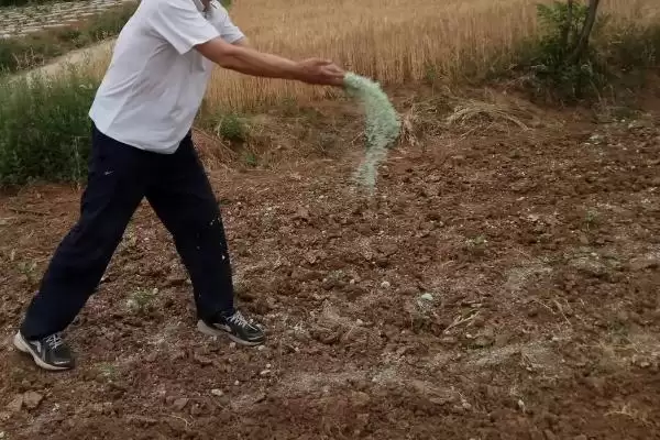 图片[7]-尿素使用误区揭秘，作种肥易毒害作物要点-会东网