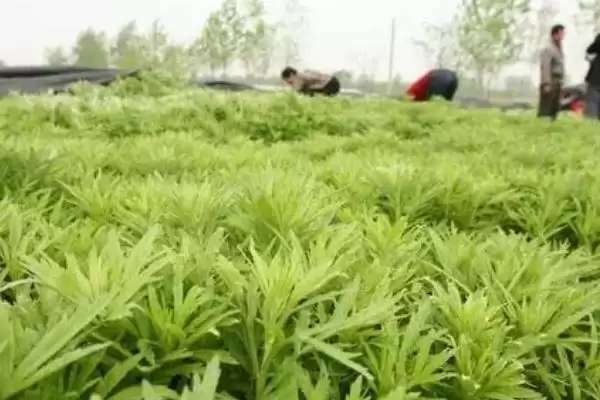 图片[3]-芦蒿种植技术大揭秘，肥沃沙壤土地种植为最佳选择-会东网