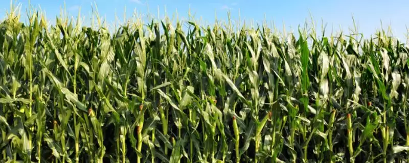 宛玉868玉米品种有啥特性？夏播生育期99-105天-会东网
