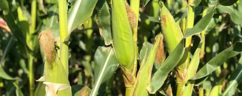 凯地2505玉米种登场，普通玉米品种定位要点公布-会东网