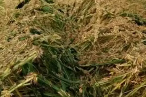 图片[4]-蚂蚱养殖方法揭秘，嫩草菜叶投喂维持生长要点-会东网
