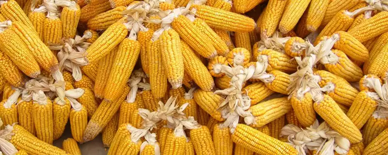 良玉518号玉米品种特性揭秘,中抗茎基腐病特性要点解读-会东网