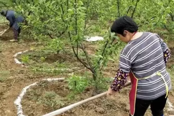 图片[5]-尿素使用禁忌曝光，10点注意事项需牢记-会东网