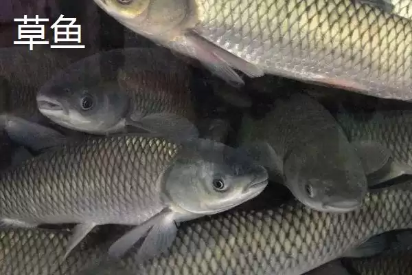 图片[3]-青鱼和草鱼的区别，科属、形态和栖息环境不同之处详解-会东网