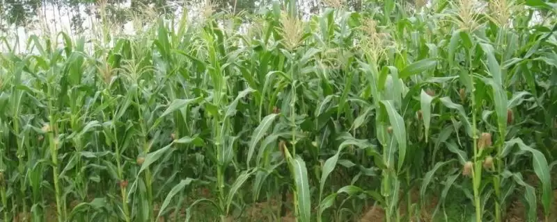 南青521玉米种子特征曝光，春播116.3天平均生育期-会东网