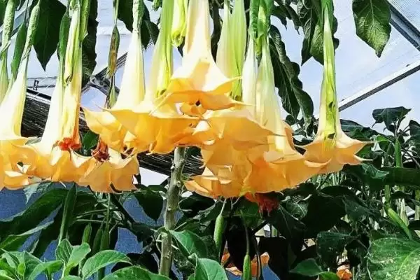 图片[5]-曼陀罗花语揭秘，无间与死亡之爱寓意全解析-会东网