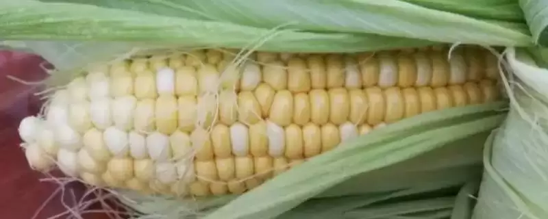 水果玉米的优质品种,包括金冠218、双色蜜脆等品种的介绍-会东网