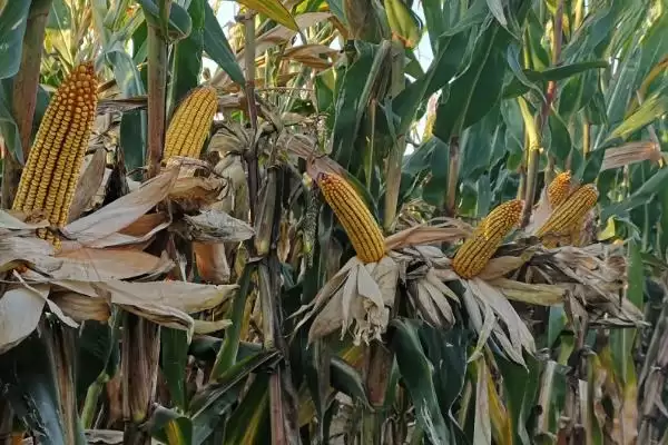 图片[2]-隆禧109玉米品种亮相，密度4000株／亩左右引热议-会东网