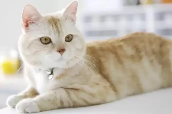 图片[2]-猫咪心肌肥大症危害揭秘，或致猫咪猝死风险解析-会东网