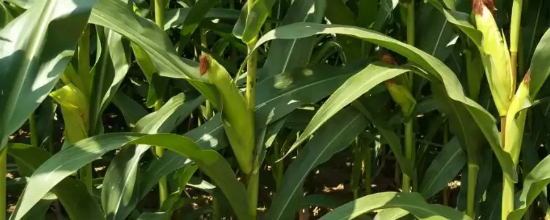 科河699玉米种登场,苗期防地老虎等地下害虫要点解读-会东网