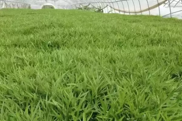 图片[6]-芦蒿种植技术大揭秘，肥沃沙壤土地种植为最佳选择-会东网