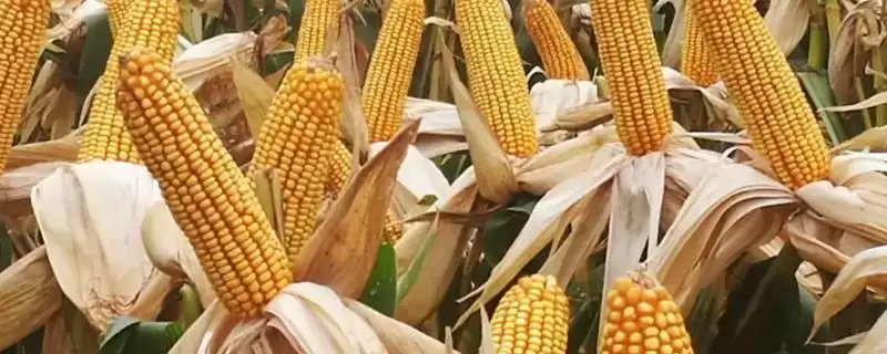 农华312玉米种子特点解析,中等肥力以上种植要点-会东网