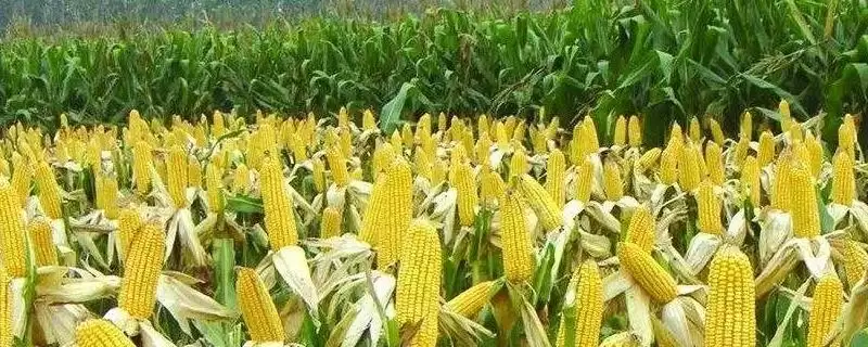 璐玉糯1050玉米种子登场，四月中旬播种期受关注-会东网