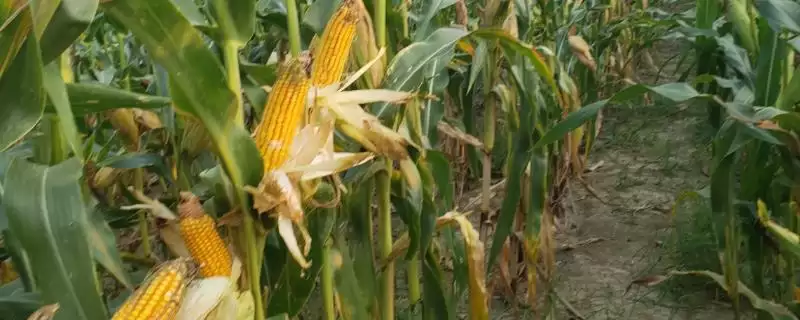 良玉66玉米种子上线,防治玉米丝黑穗病要点深度解读-会东网