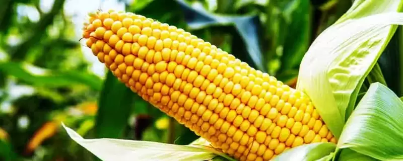 联航糯香59玉米种子登场，玉米抽雄期防大小斑病要点解读-会东网