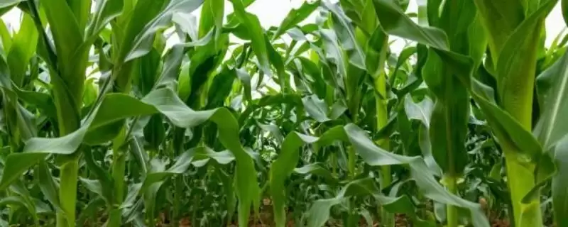 立中5号玉米品种特性揭秘，辽宁省春播129天生育期曝光-会东网