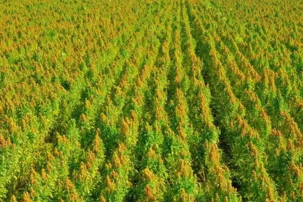 图片[4]-藜麦种植方法大揭秘，不宜连作关键要点深度解读-会东网