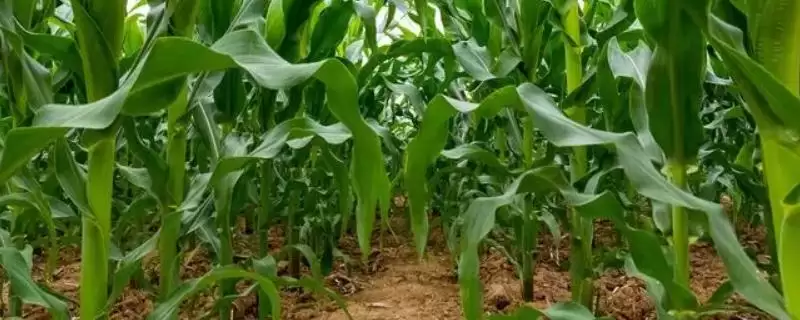 龙单72玉米种子特性曝光,幼苗期第一叶鞘紫色特征揭秘-会东网