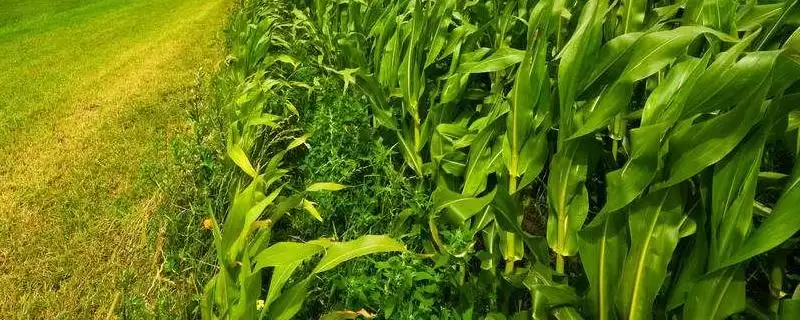 农科大8号玉米品种特性曝光，播种前药剂拌种要点-会东网