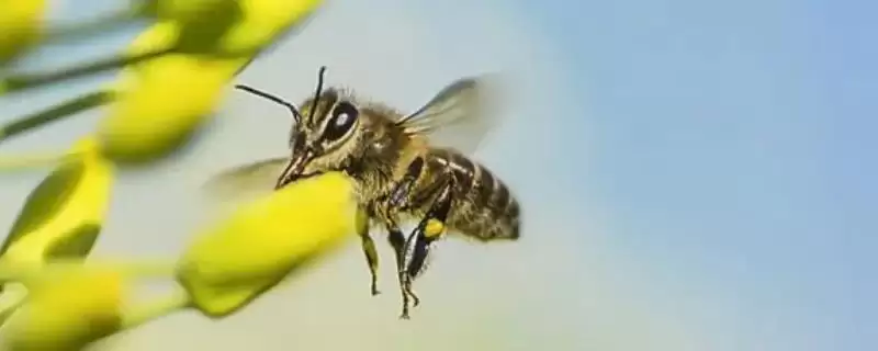 蜜蜂种类大盘点，全球约40种蜜蜂种类全解析-会东网