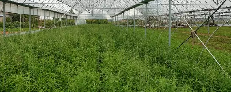 芦蒿种植技术大揭秘，肥沃沙壤土地种植为最佳选择-会东网