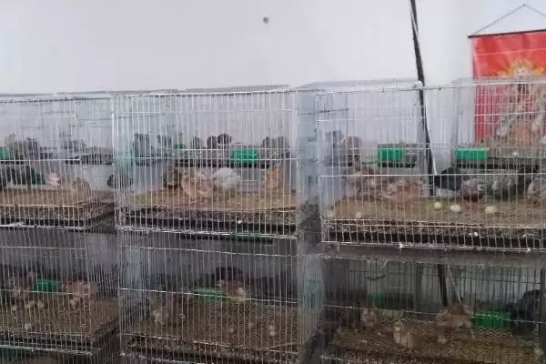图片[3]-芦丁鸡室内养殖危害剖析，气味大易扰民现象深度探讨-会东网