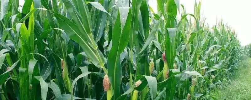 景糯66玉米种子特性曝光，中抗普通锈病特性要点公布-会东网