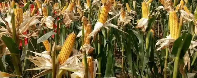 锐贮998玉米种子特征特性,出苗至成熟140天生长周期-会东网