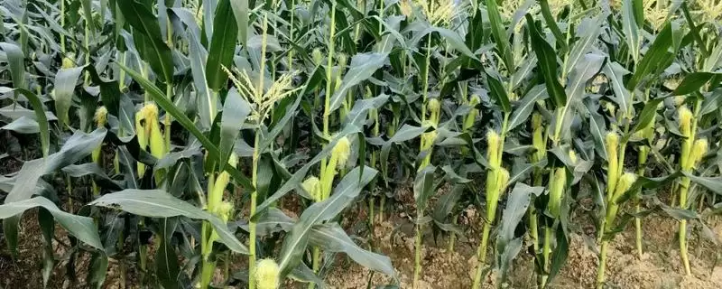 三盛2605玉米种子介绍，后期加强对蚜虫防治的要点-会东网
