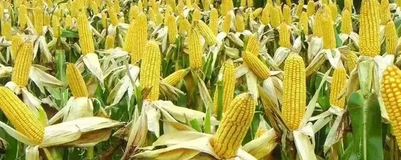 美禾4735玉米种子特征曝光，中抗穗腐病优势受瞩目-会东网
