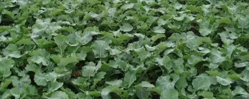 立秋后农作物种植揭秘，油菜、红菜苔、萝卜等推荐解读-会东网