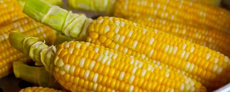 辽翔88玉米种子上线,高抗丝黑穗病特性亮点突出-会东网
