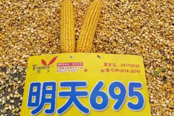 图片[6]-明天695特征特性揭秘，109天左右生育期成焦点-会东网
