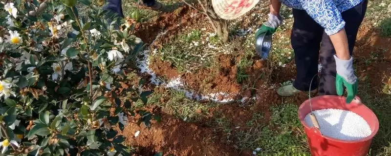 尿素使用误区揭秘,作种肥易毒害作物要点-会东网