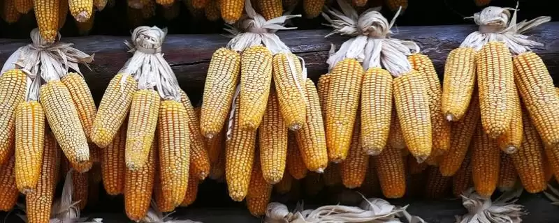 斯达7-15玉米种子特征特性，深入探究其特性-会东网