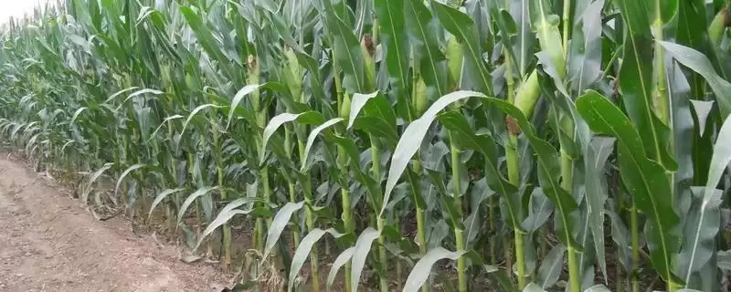 潞玉36玉米种子登场，中抗茎腐和弯孢叶斑病优势-会东网