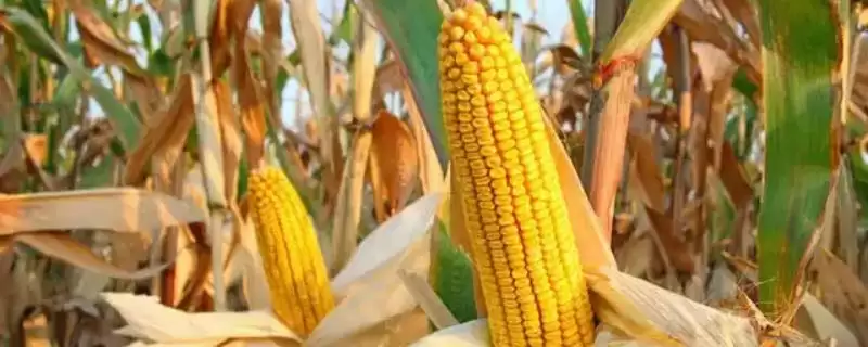 美佳玉777玉米种子特点解析,中抗大斑病优势受关注-会东网