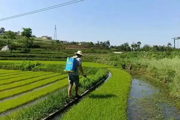 图片[3]-如何正确使用吡嘧磺隆，水稻幼苗期药害及使用要点-会东网