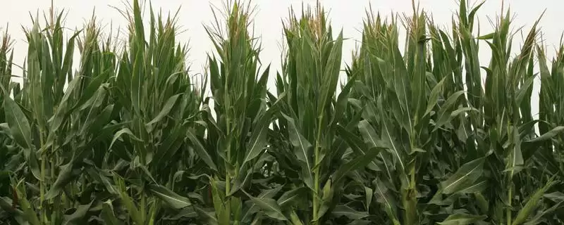 聊玉902玉米种子登场,夏播生育期103天时长曝光-会东网
