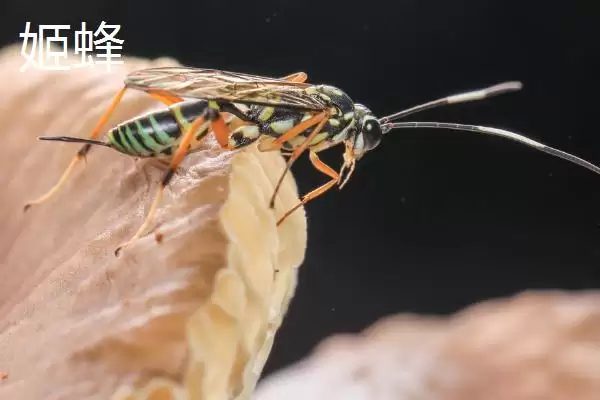 图片[5]-细腰蜜蜂品种揭秘，细腰蜂等常见品种受瞩目-会东网