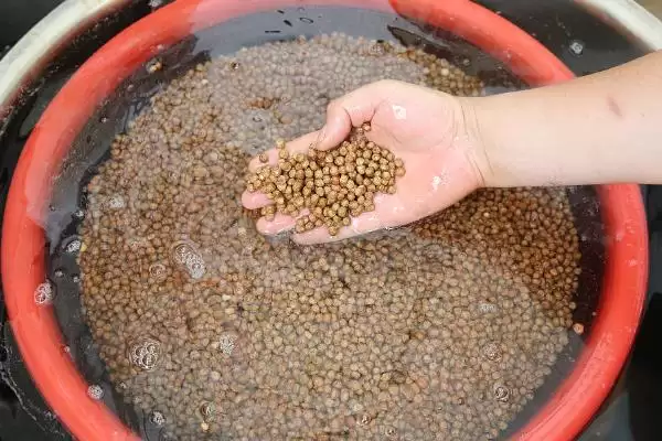 图片[2]-磷酸二氢钾农业应用揭秘，浸种、拌种、做底肥等方法解读-会东网
