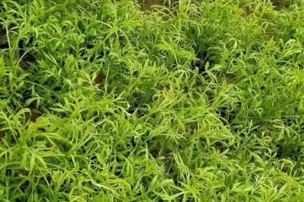 图片[4]-芦蒿种植技术大揭秘，肥沃沙壤土地种植为最佳选择-会东网