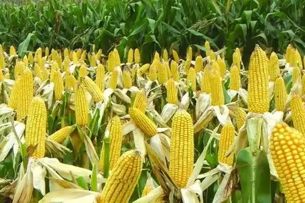 图片[3]-蠡玉37玉米种子上线，防治地下害虫危害要点解读-会东网