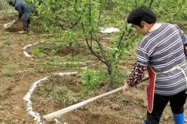 图片[3]-镁肥对植物作用揭秘，助力作物增产效果显著-会东网
